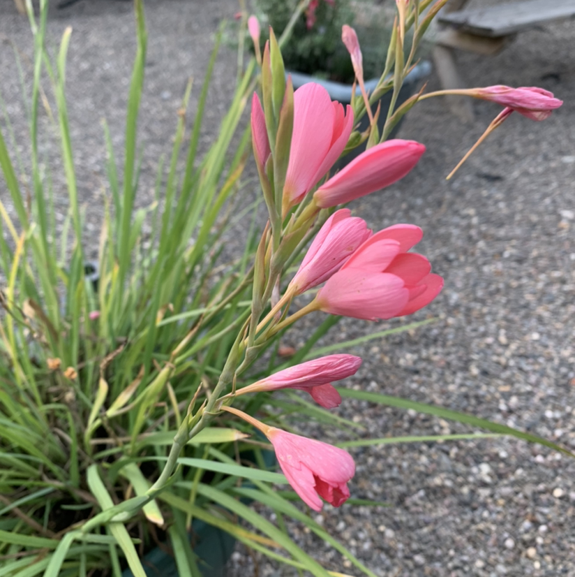 Photo of the plant species River-Lily by Terence named Your plant on Greg, the plant care app