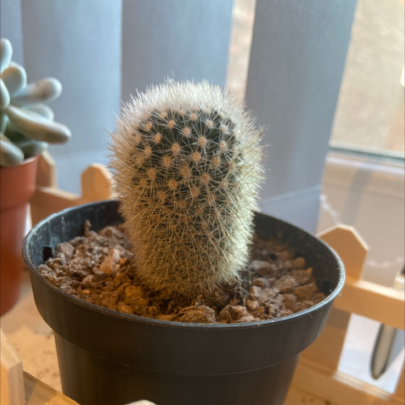 Photo of the plant species Mammillaria densispina by Sophia named Dome on Greg, the plant care app