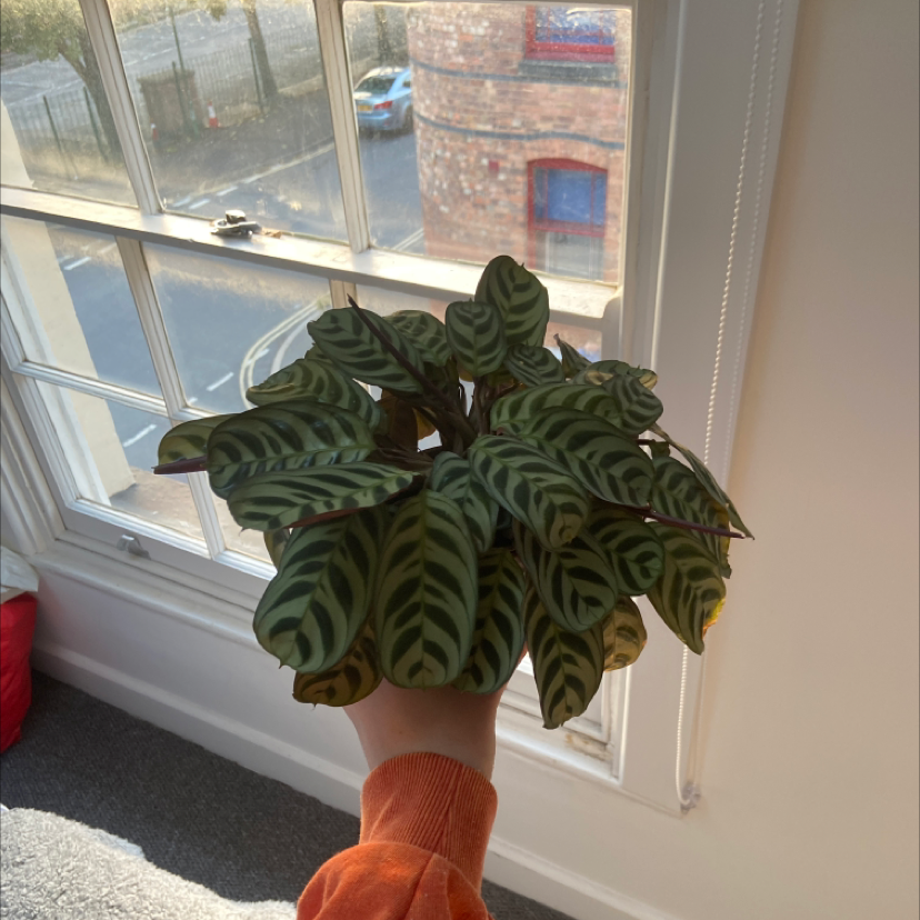 Fishbone Prayer Plant plant photo by Sophia named Mart on Greg, the plant care app.
