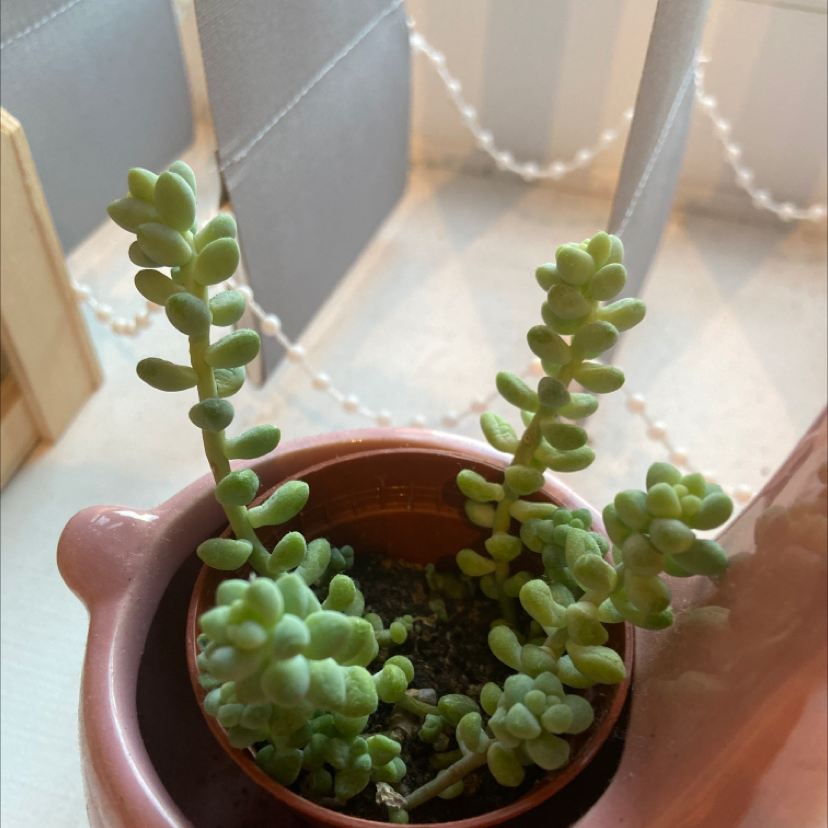 Burro's Tail plant photo by Sophia named Bubbles on Greg, the plant care app.