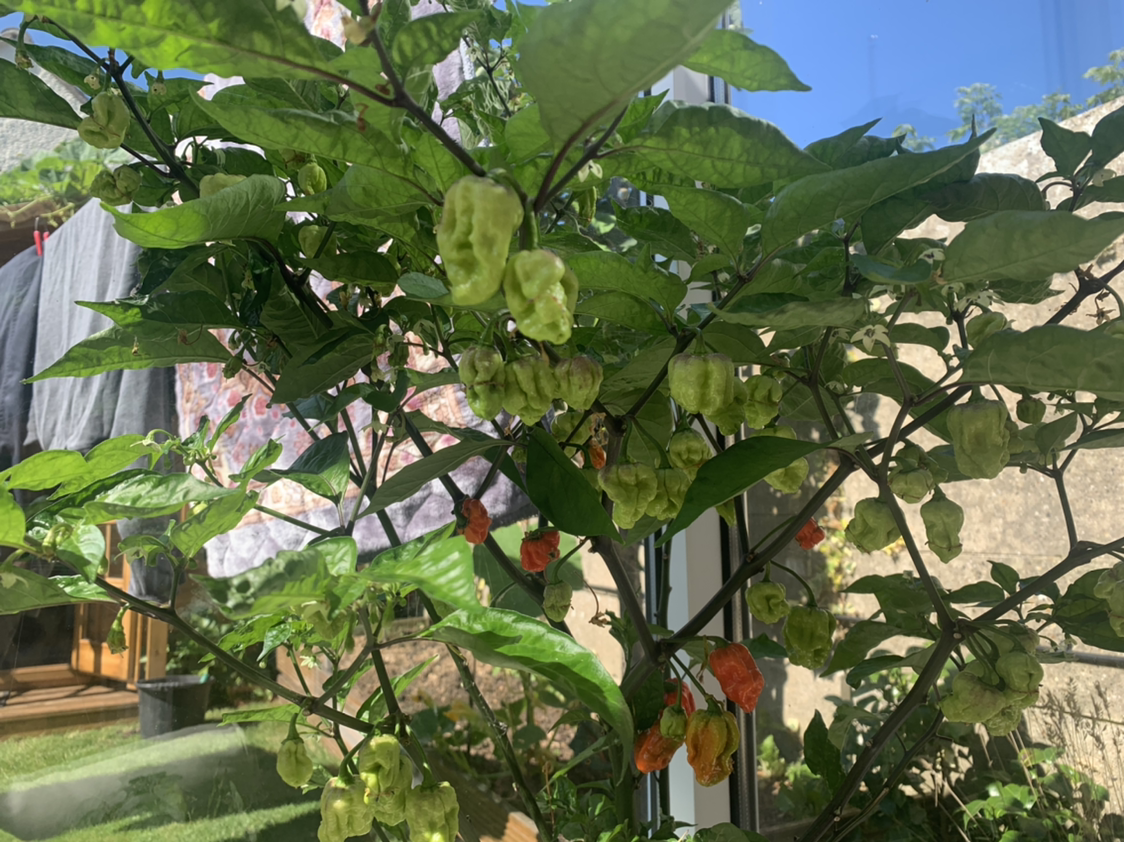 Naga Chili plant photo by Mr trees named Spike Leaves on Greg, the plant care app.