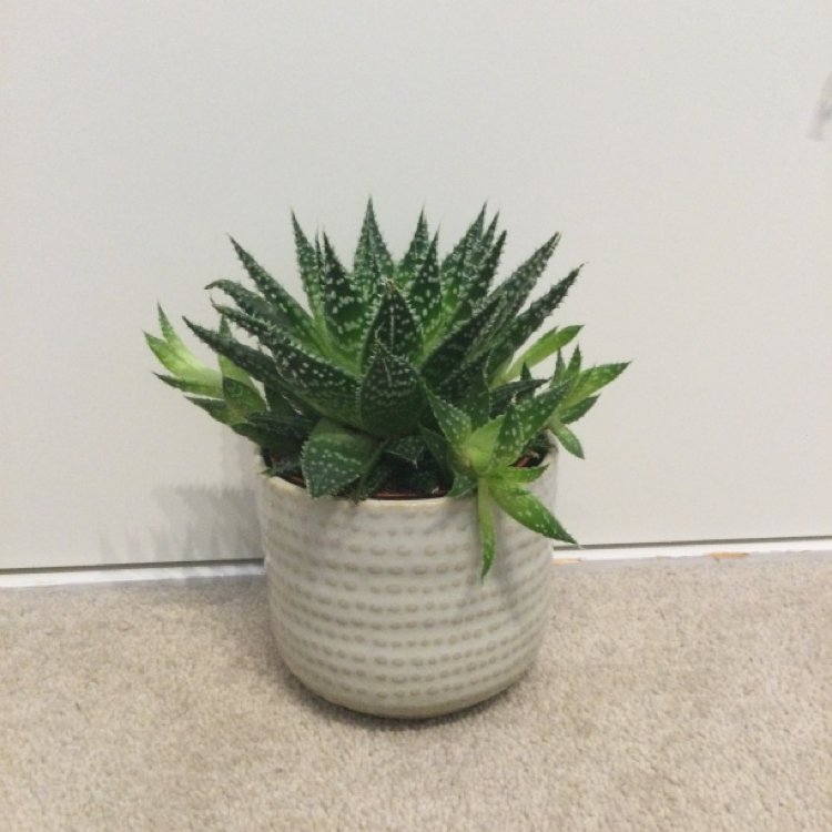 Zebra Plant plant photo by Daniel named Clooney on Greg, the plant care app.