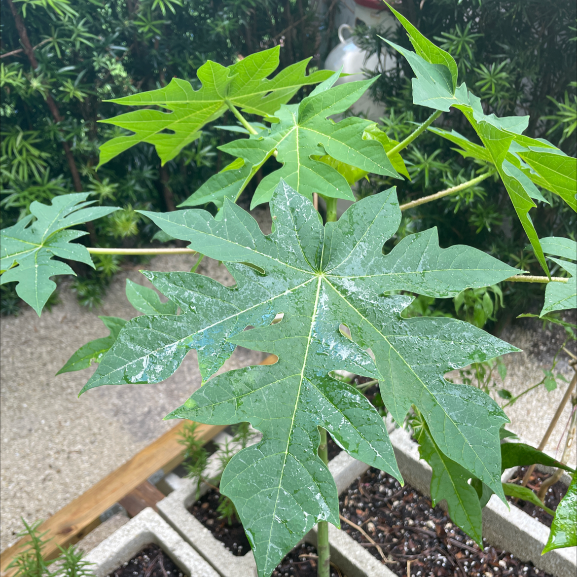 Healthy young papaya plant with green leaves and visible soil.