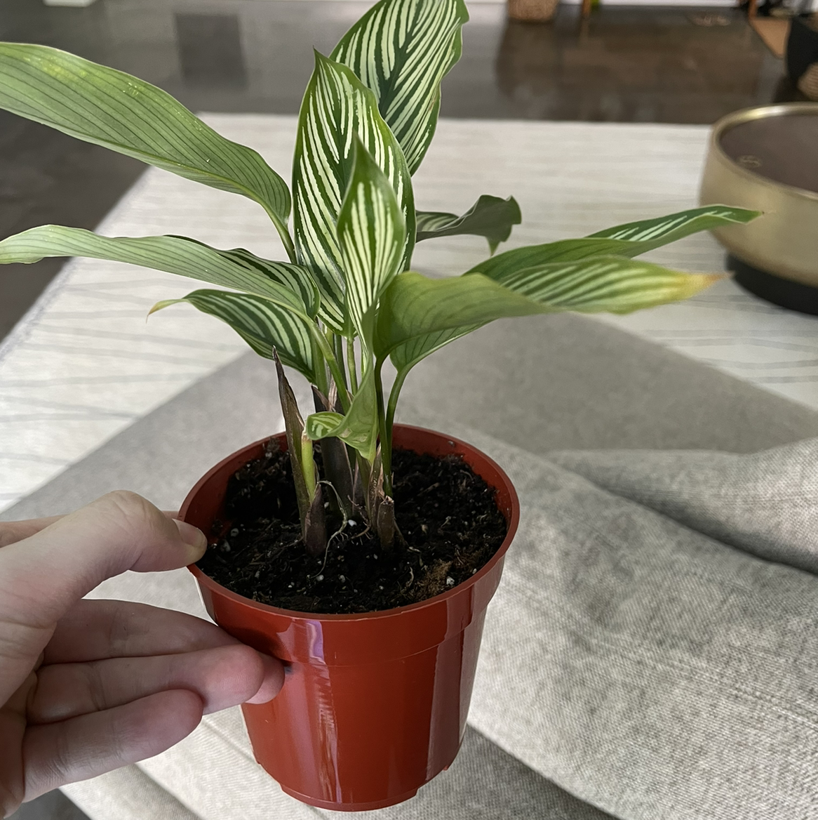 Calathea Vittata plant in a red pot with visible soil, held by a hand.
