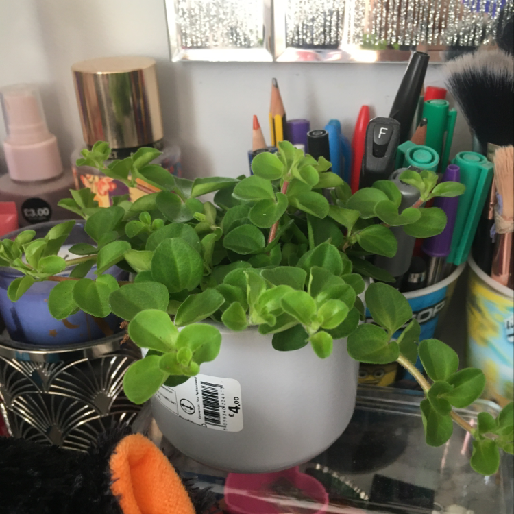 Trailing Jade plant in a white pot with vibrant green leaves, surrounded by stationery items.