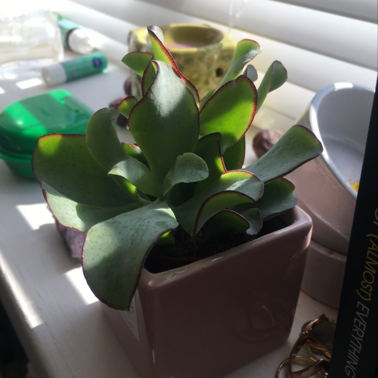 Ripple Jade plant in a small pot on a windowsill with natural lighting.