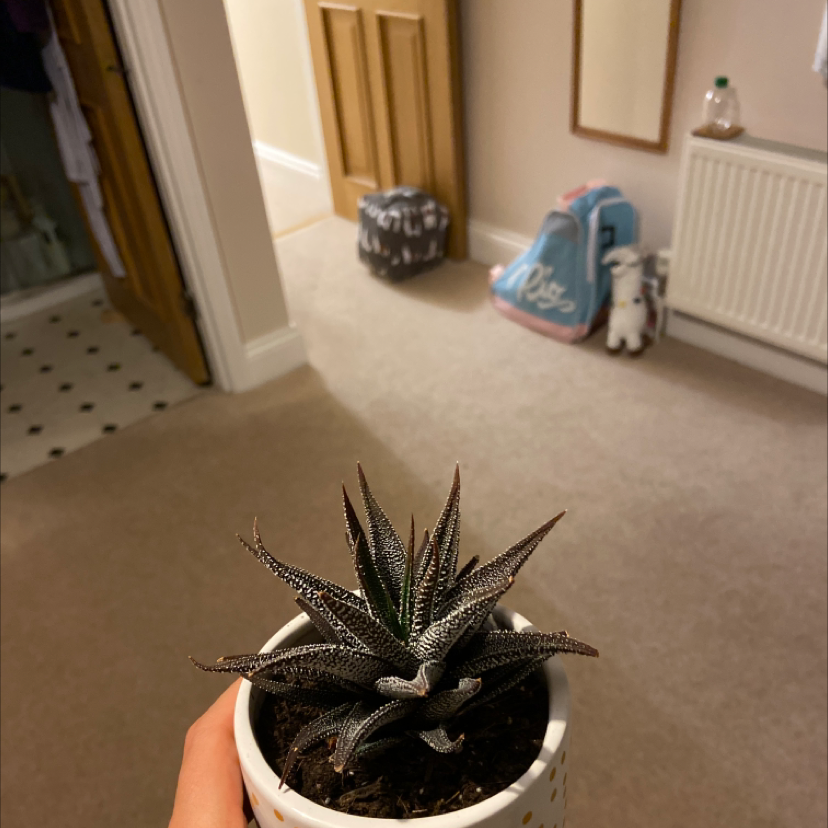 Zebra Plant plant photo by @Gracie_molllyyyyy named Gracelynn on Greg, the plant care app.
