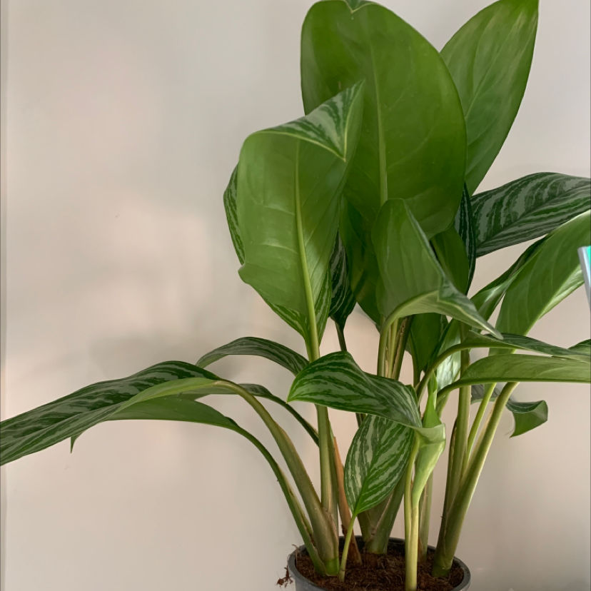 Photo of the plant species Aglaonema 'Silver III' by Lydia named Homer on Greg, the plant care app