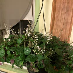 White-Edged Swedish Ivy plant