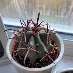 Devil's Pincushion plant