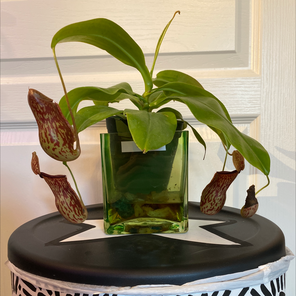 Photo of the plant species Nepenthes inermis by @chameleongarden named Kendra on Greg, the plant care app