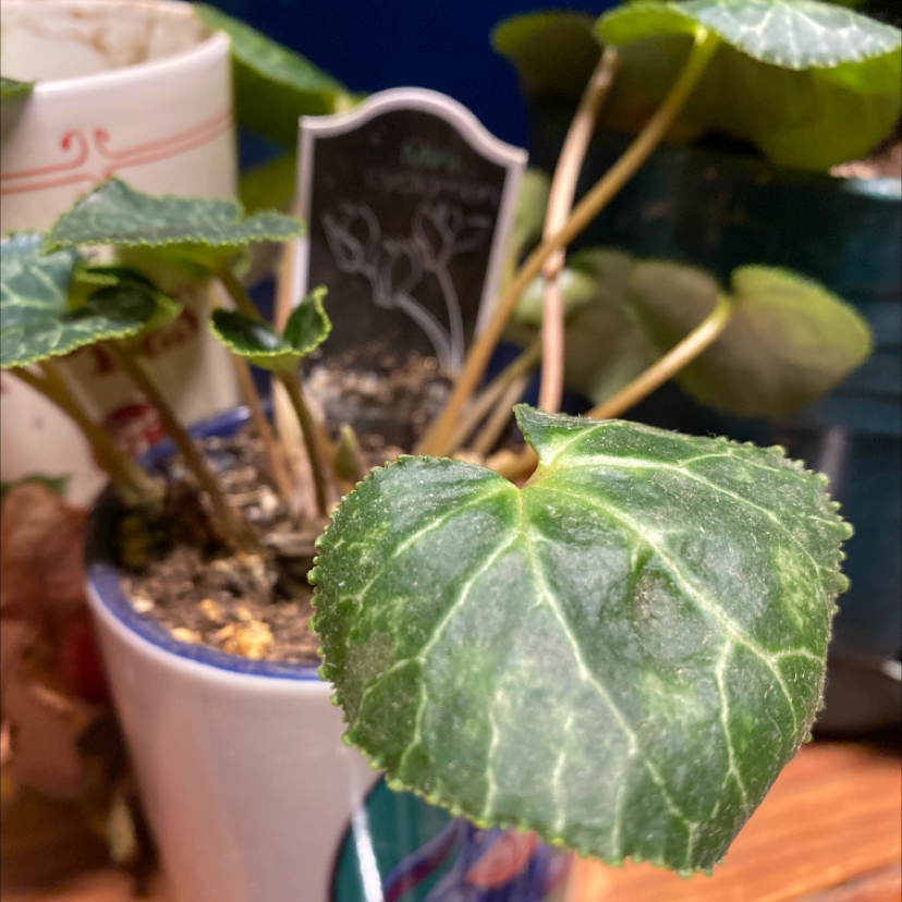 A healthy Persian Cyclamen plant with green and silver patterned leaves in a pot with visible soil and plant labels.