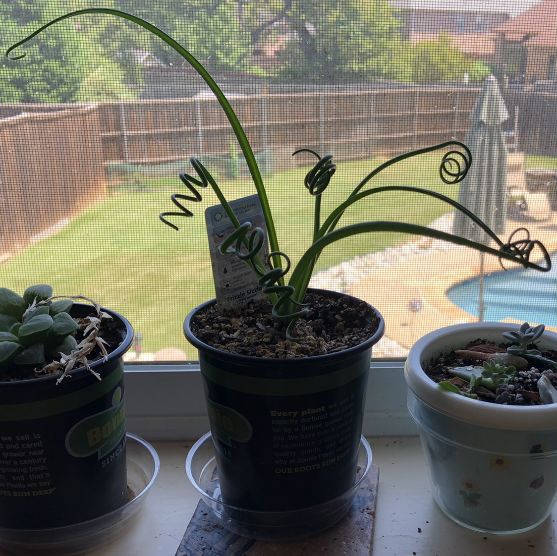 Potted Frizzle Sizzle plant with curly leaves on a windowsill, surrounded by other plants.