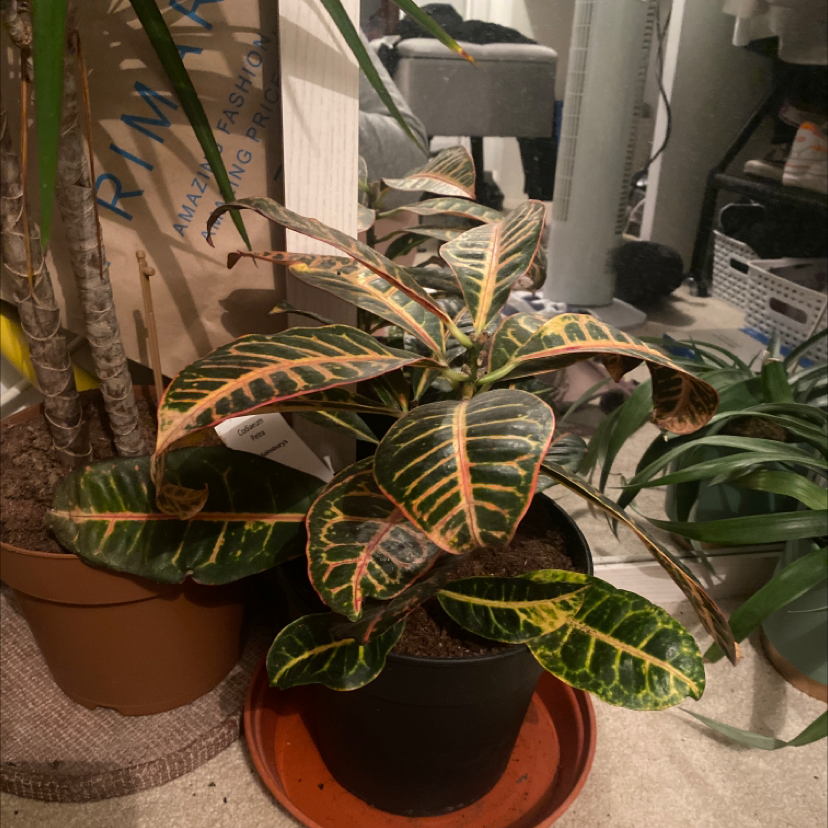 Photo of the plant species Croton 'Norma' by Nadine named Codiaeum petra on Greg, the plant care app