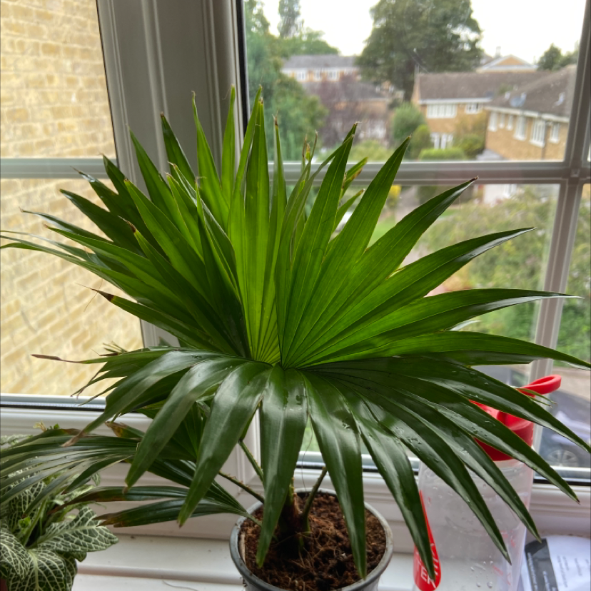 Chinese Fan Palm on a windowsill with vibrant green leaves and visible soil.
