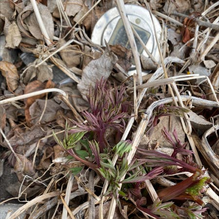 Photo of the plant species Bulbous Bluegrass by Skylar named Gomez on Greg, the plant care app