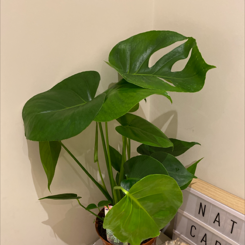 Monstera plant photo by @plantloverrrr named your mum <3 on Greg, the plant care app.