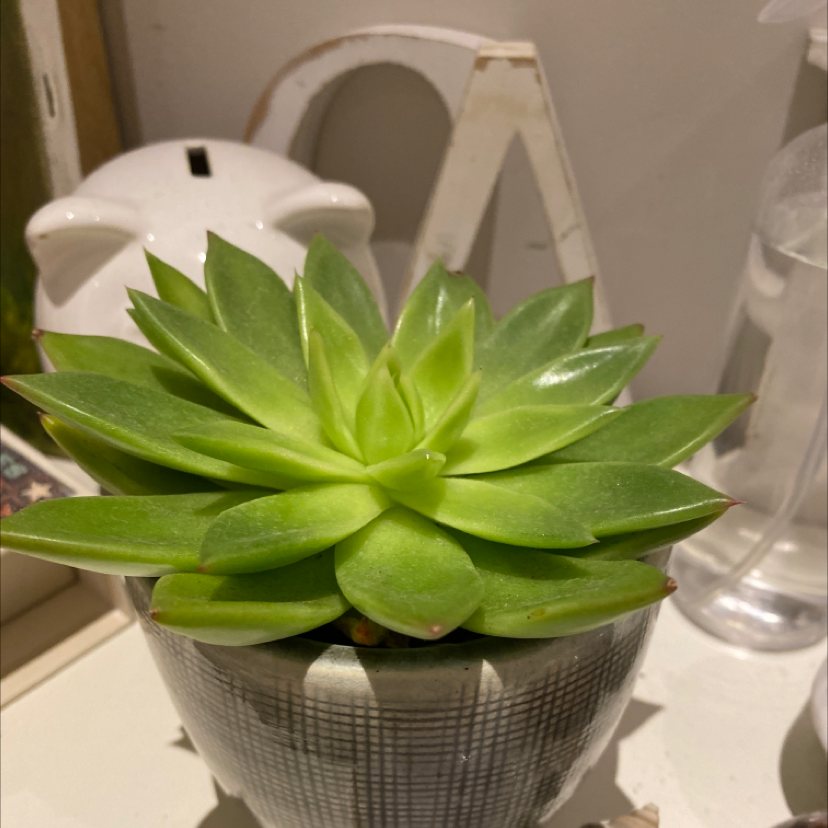 Lipstick Echeveria plant photo by @plantloverrrr named bob <3 on Greg, the plant care app.