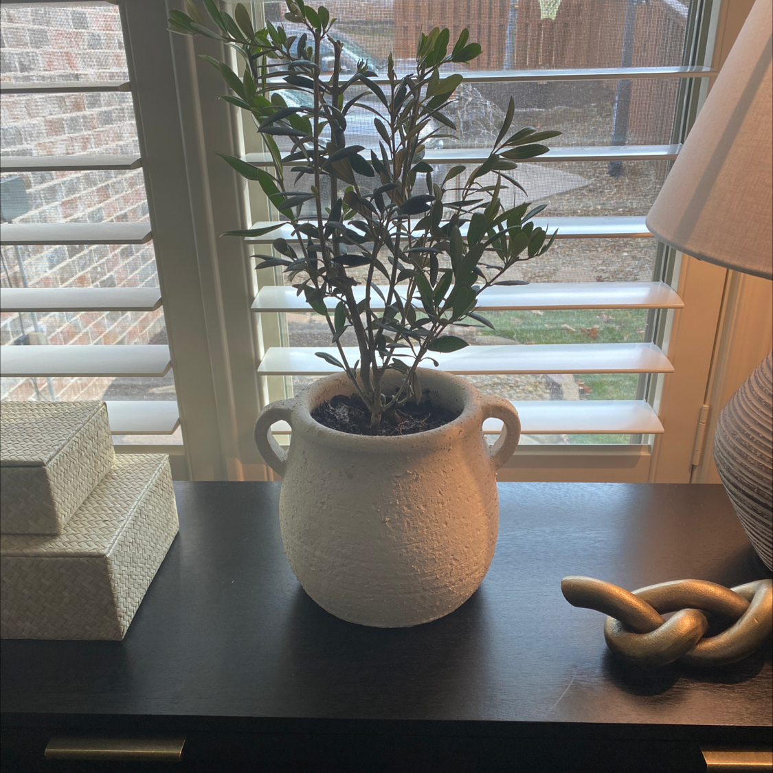 Potted Olive Tree on a dark surface near a window, appearing healthy.