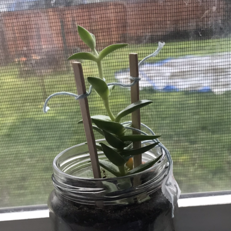 Ghost Plant plant photo by @Banana23Ha named She (has no name but has pro-nouns) on Greg, the plant care app.