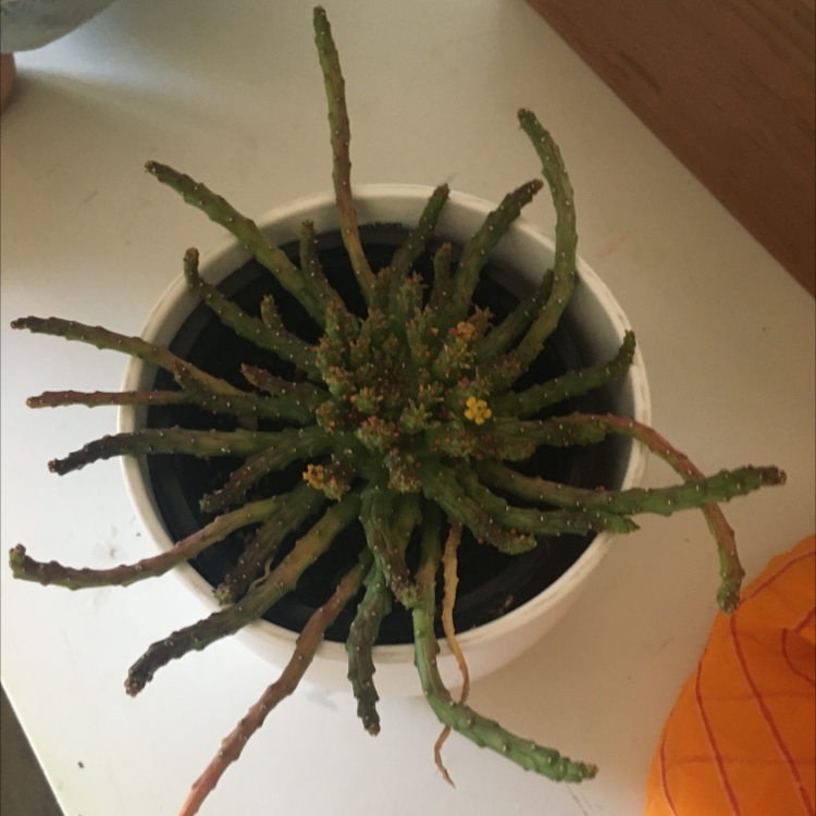 Photo of the plant species Stapelia Planiflora Jacq. by @Macylovesplants named Fingers on Greg, the plant care app