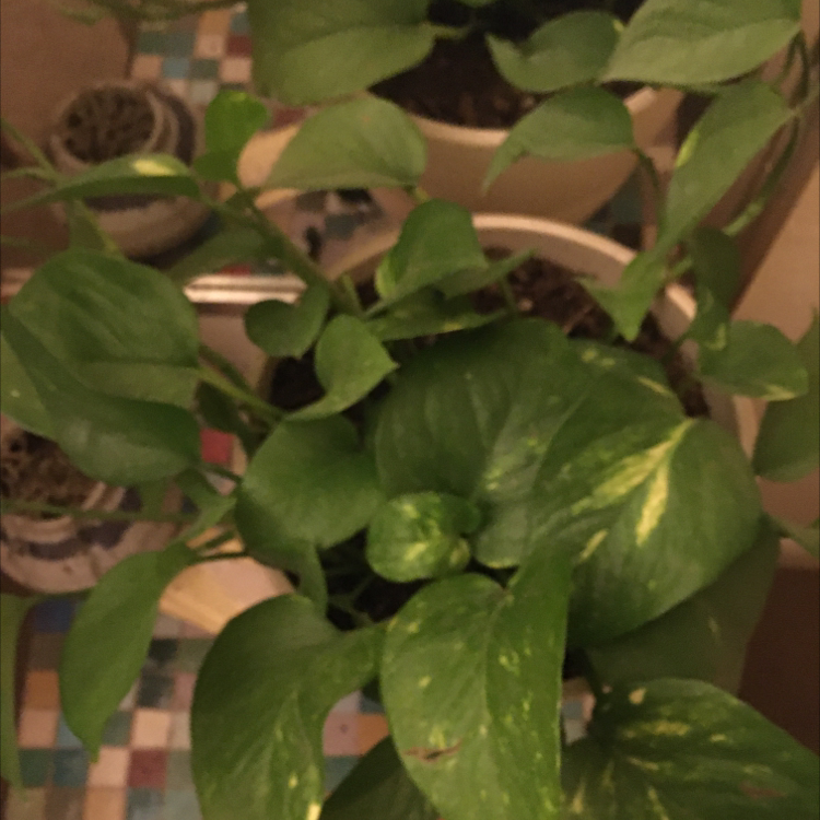 Taro Vine plant photo by @Macylovesplants named Robert Plant on Greg, the plant care app.