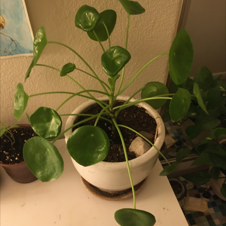 Chinese Money Plant plant photo by @Macylovesplants named Lacy on Greg, the plant care app.