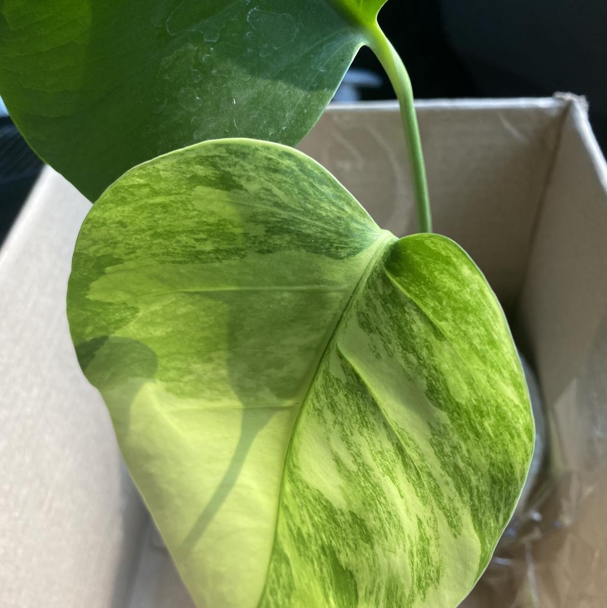 Taro Vine plant photo by Faisal named Monstera aurea on Greg, the plant care app.