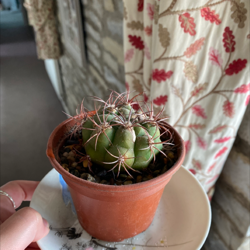 Devil's Pincushion cactus in a terracotta pot, held by a hand.