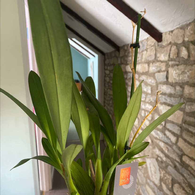 Cockleshell Orchid plant with green leaves indoors, tag attached.