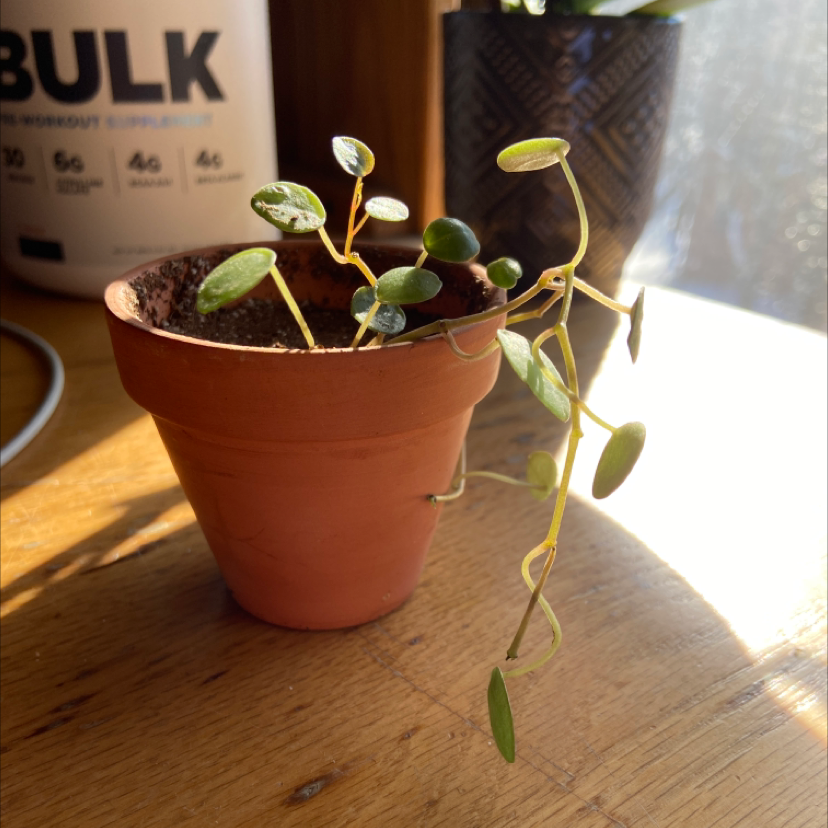 Trailing Jade plant in a terracotta pot with some yellowing leaves.