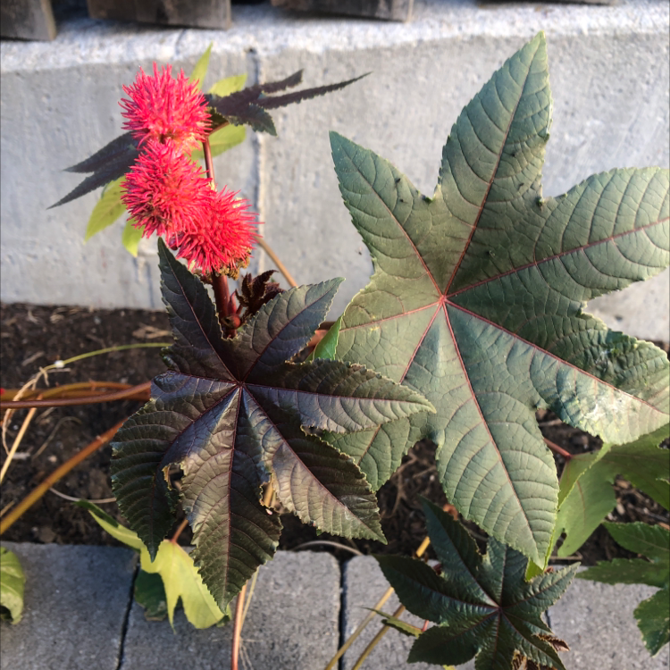 Castor Bean plant with red flowers and some browning leaves.