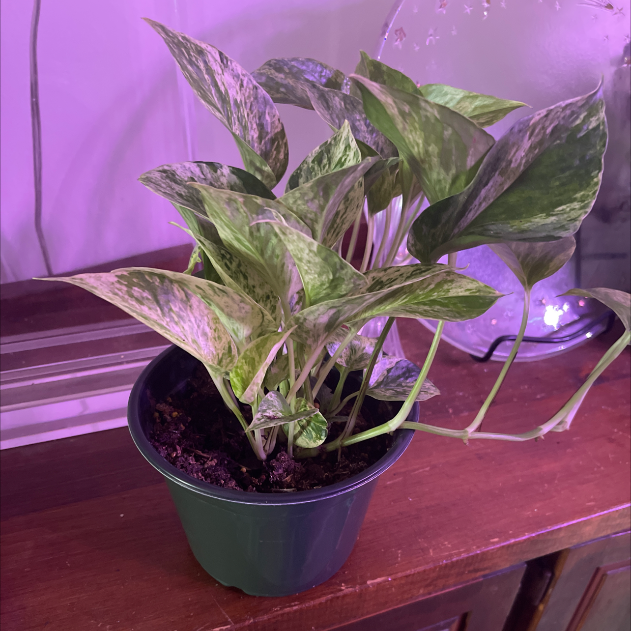 Marble Queen Pothos plant photo by @JuJuBeans named Akasha on Greg, the plant care app.