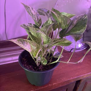 Marble Queen Pothos plant photo by Jujubeans named Akasha on Greg, the plant care app.