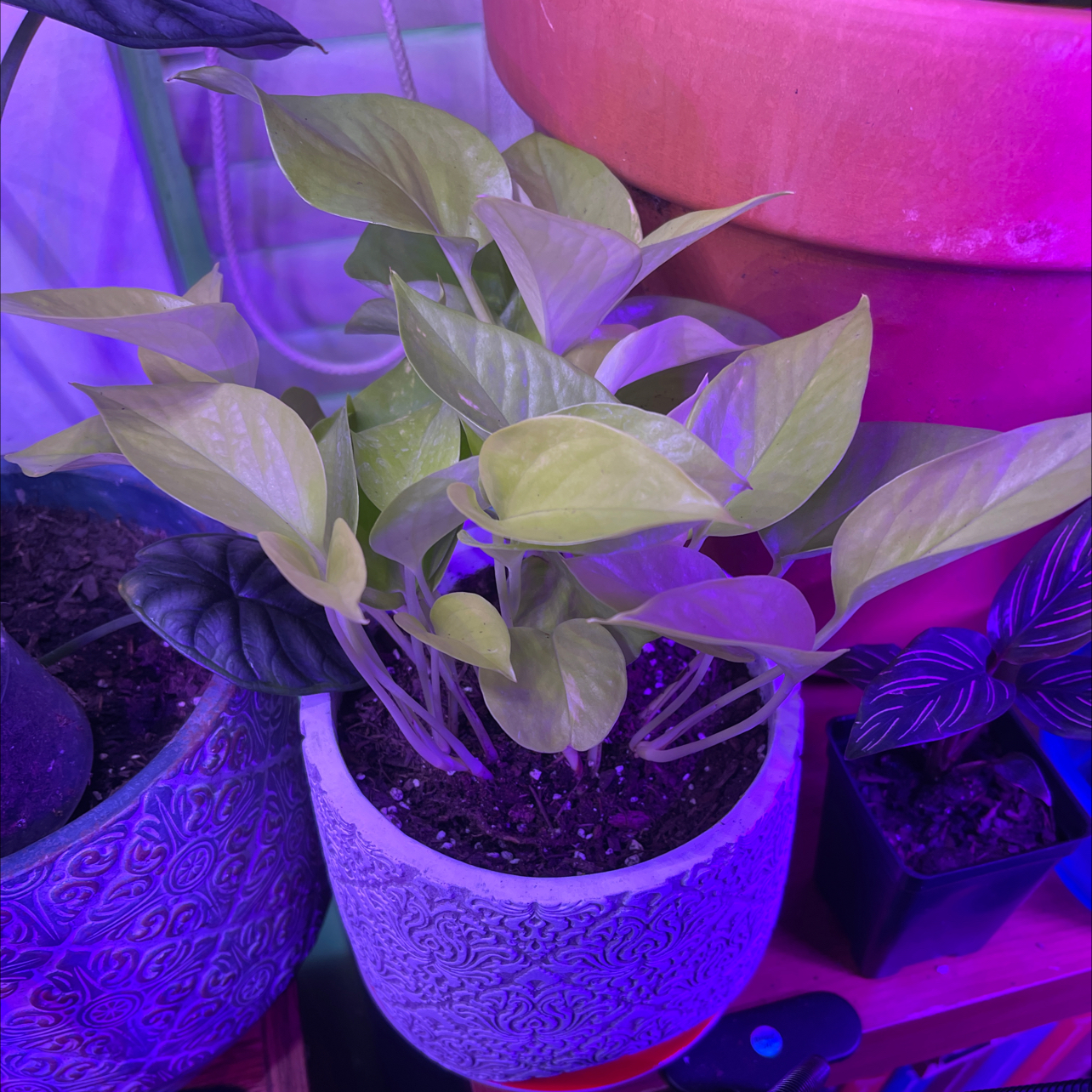 Neon Pothos plant photo by @JuJuBeans named Athena on Greg, the plant care app.