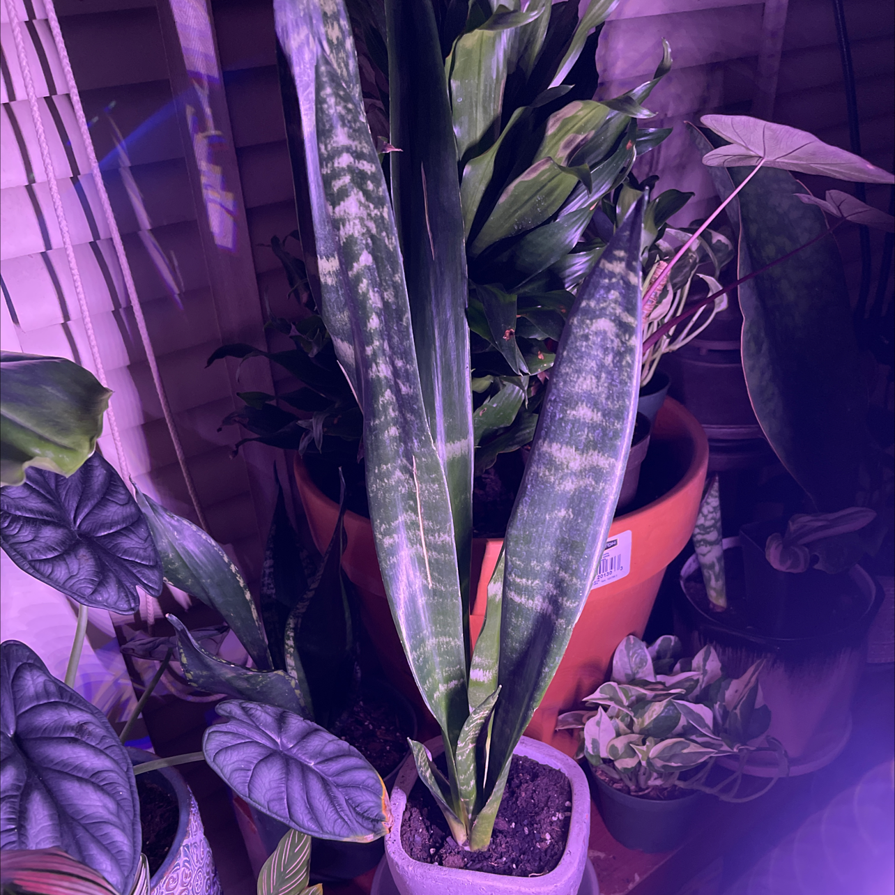 Black Coral Snake Plant among other plants, well-framed and in focus.