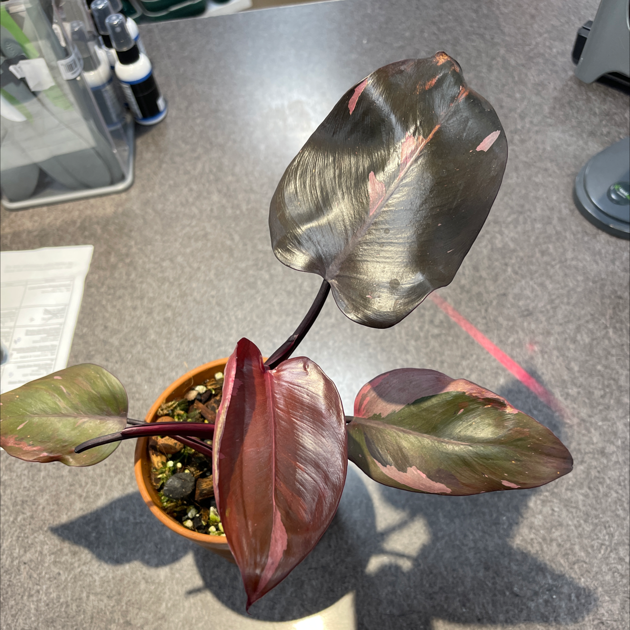 Pink Princess Philodendron plant photo by @JuJuBeans named Bella on Greg, the plant care app.