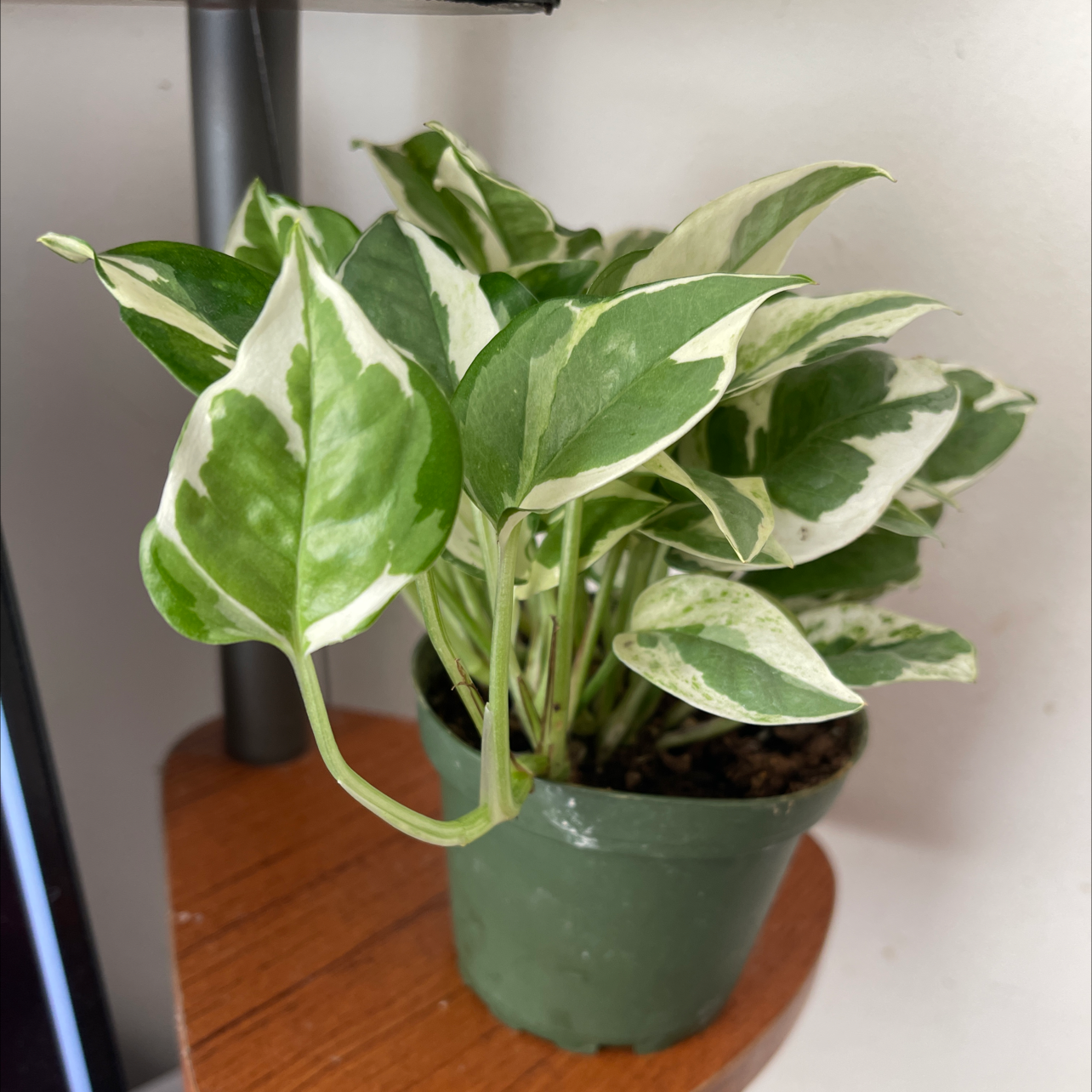 Xev Bellringer | A plant by @JuJuBeans on Greg