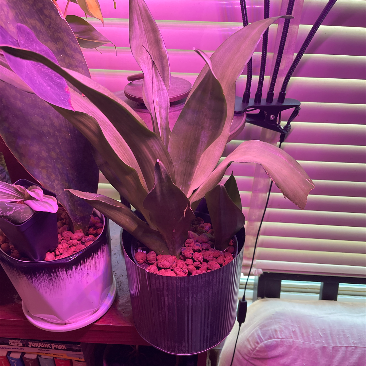 Silver Snake Plant plant photo by @JuJuBeans named Luna on Greg, the plant care app.