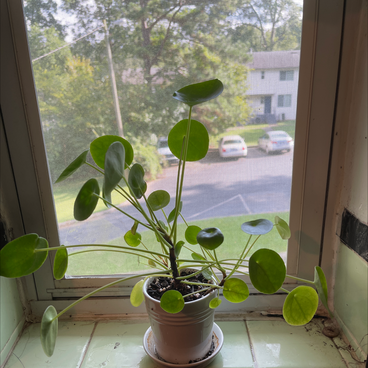 Chinese Money Plant plant photo by @JuJuBeans named Buttons on Greg, the plant care app.