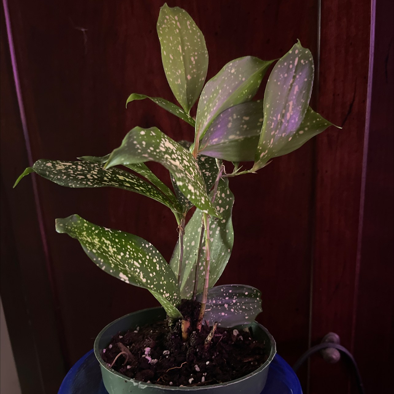 Dracaena 'Florida Beauty' plant photo by @JuJuBeans named Speckles on Greg, the plant care app.