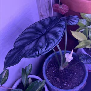Alocasia Baginda plant photo by @JuJuBeans named Stella on Greg, the plant care app.
