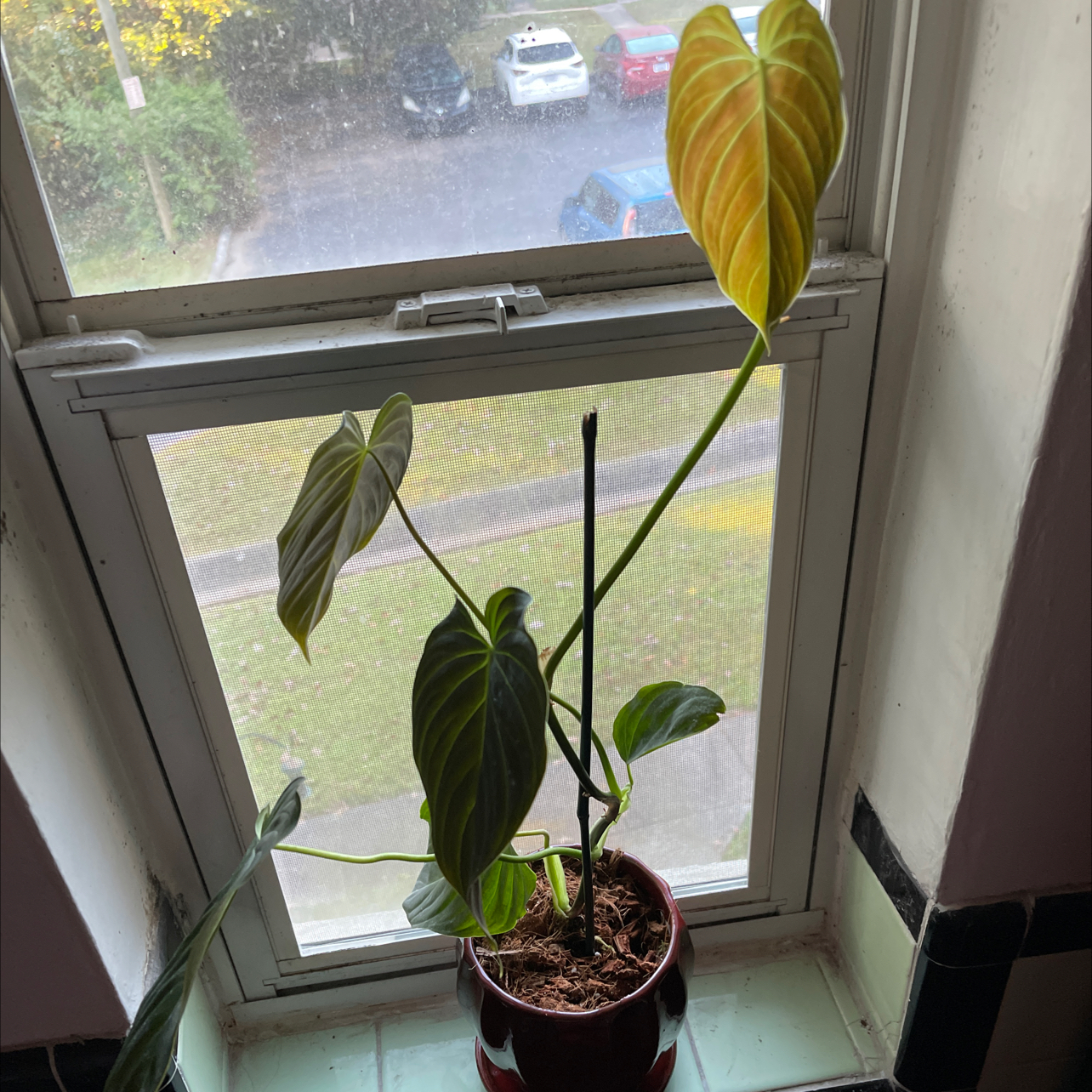 Philodendron melanochrysum x verrucosum plant on a windowsill with some yellowing and browning leaves.