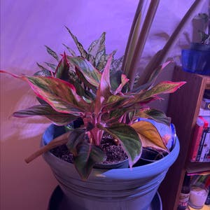 Red Siam Aurora Aglaonema plant photo by @JuJuBeans named Maeve on Greg, the plant care app.