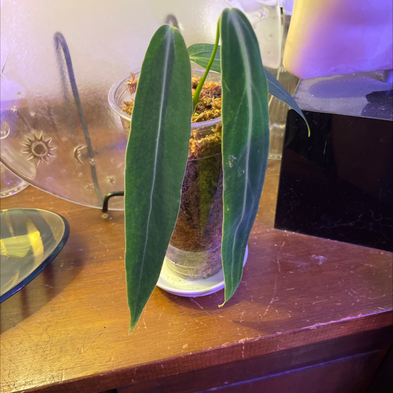 Anthurium warocqueanum plant with elongated dark green leaves in a transparent container.