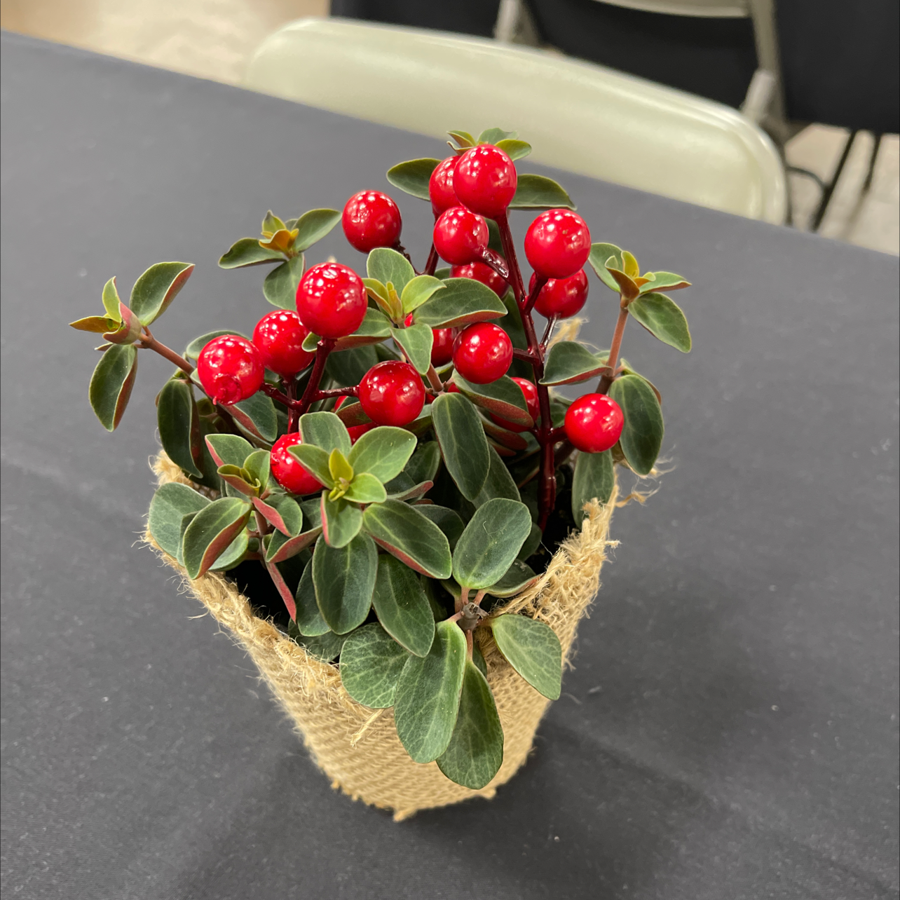 Peperomia Red Log plant in a burlap-wrapped pot with vibrant red berries and green leaves.