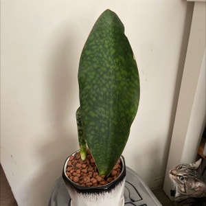Whale Fin Snake Plant plant photo by Jujubeans named Garth of Izar on Greg, the plant care app.