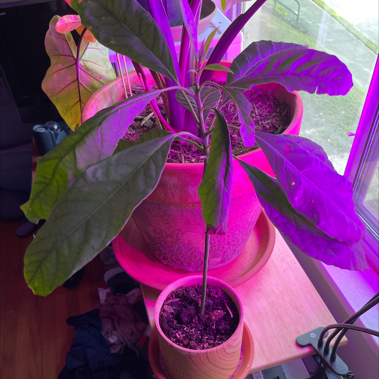 Wurtz Avocado plant photo by @JuJuBeans named Baby Yoda on Greg, the plant care app.