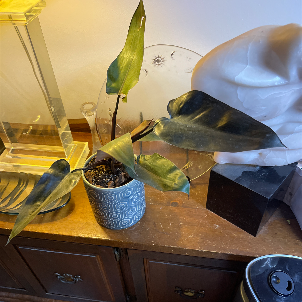 Philodendron 'Black Cardinal' plant in a decorative pot with some yellowing and browning leaves.