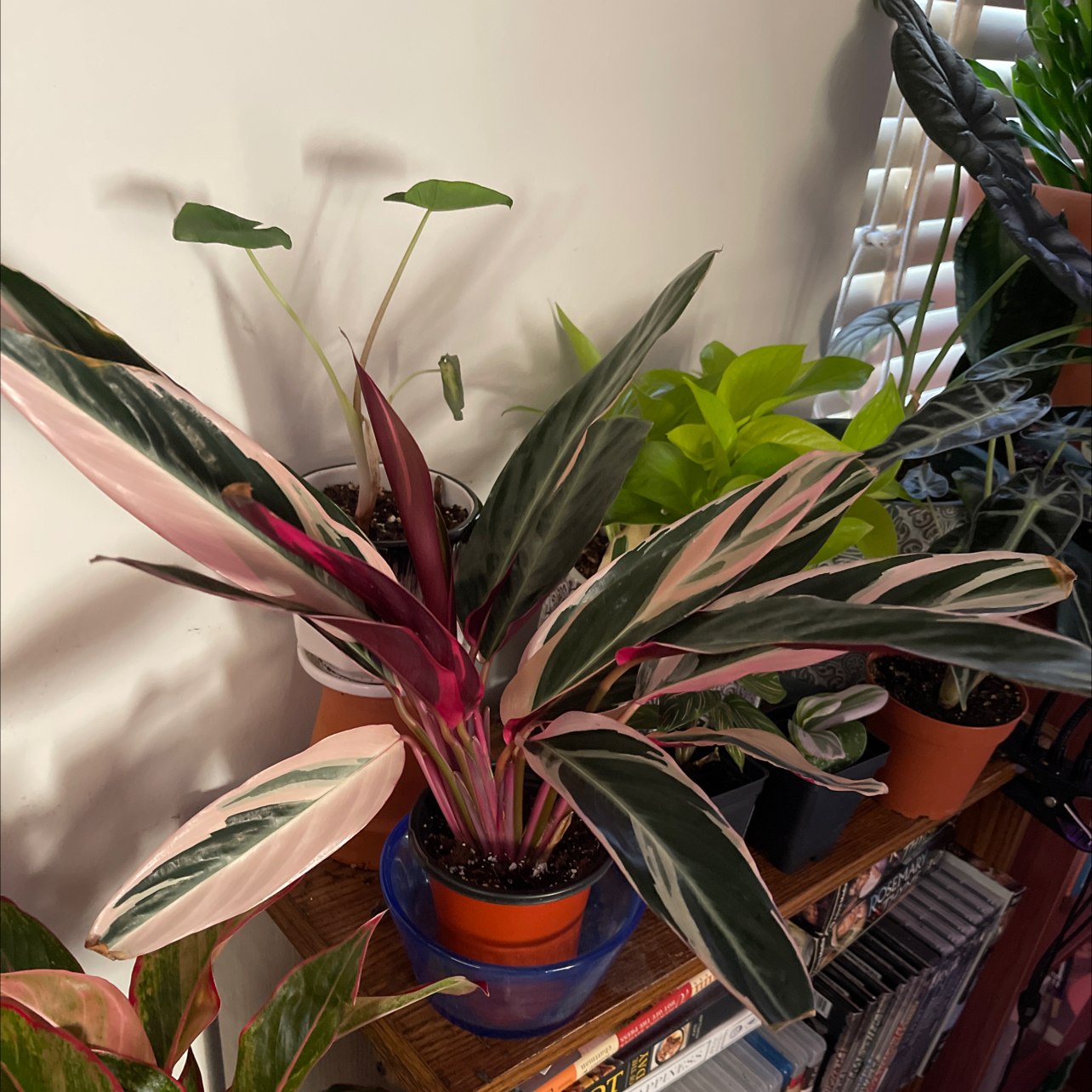 Triostar Stromanthe plant photo by @JuJuBeans named Adeline on Greg, the plant care app.